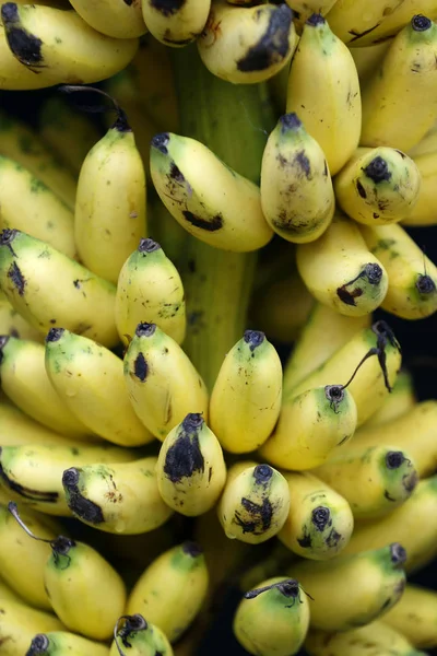 Csomó Banán Arany Piacán Eladásra — Stock Fotó