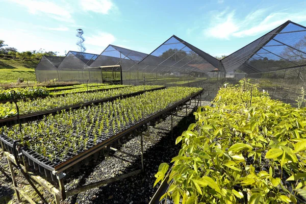 植林する温室効果 — ストック写真