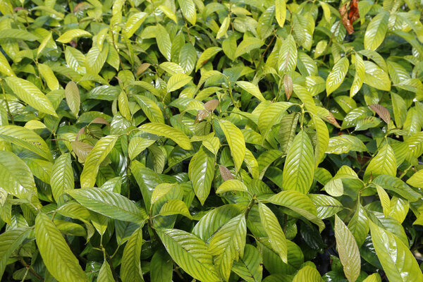 подробно о теплице
 