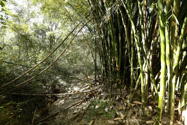 View of atlantic forest — Stock Photo, Image