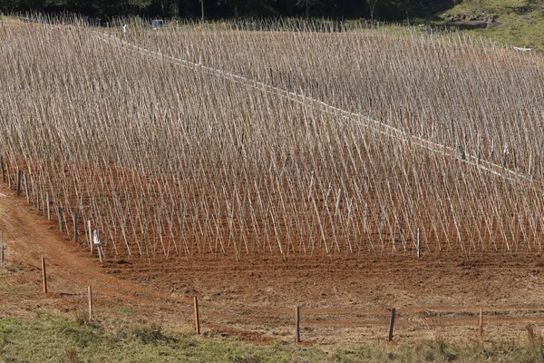 View of plantation — Stock Photo, Image