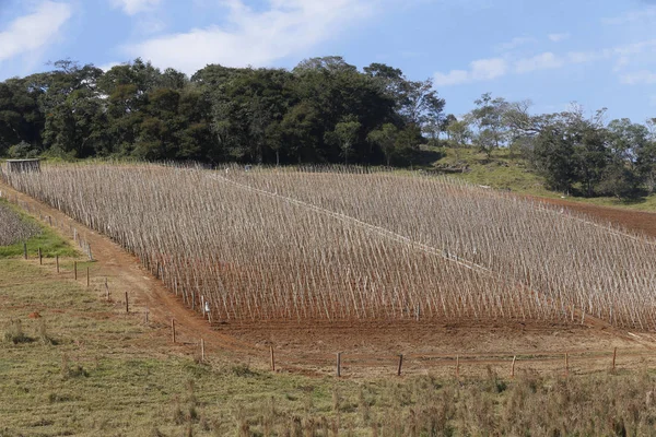 View of plantation — Stock Photo, Image