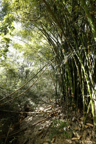 大西洋岸森林の眺め — ストック写真