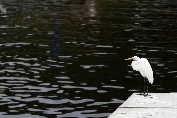 Egret esperar para pescar — Fotografia de Stock