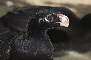 Alagoas Curassow Brezilya