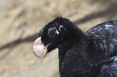 Alagoas Curassow Brezilya