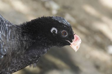 Alagoas Curassow Brezilya