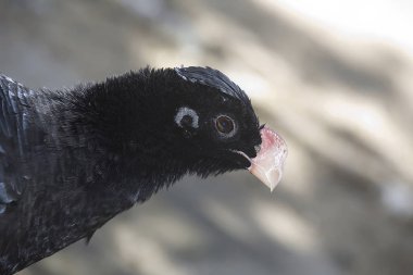 Alagoas Curassow Brezilya