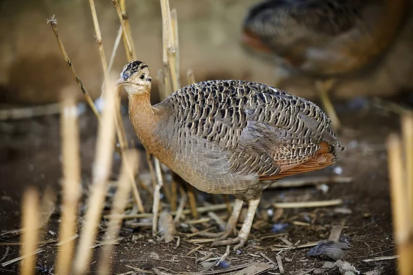 Rotflügeltinamou Rhynchotus Rufescens Einzelner Vogel Boden Brasilien — Stockfoto