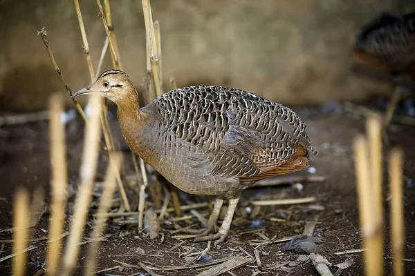 Rotflügeltinamou Rhynchotus Rufescens Einzelner Vogel Boden Brasilien — Stockfoto