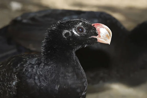 Curassow 브라질 알라고아스 — 스톡 사진