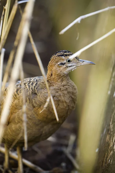 シギダチョウ目の赤い翼 Rhynchotus アカネアワビ ブラジルに単一の鳥 — ストック写真