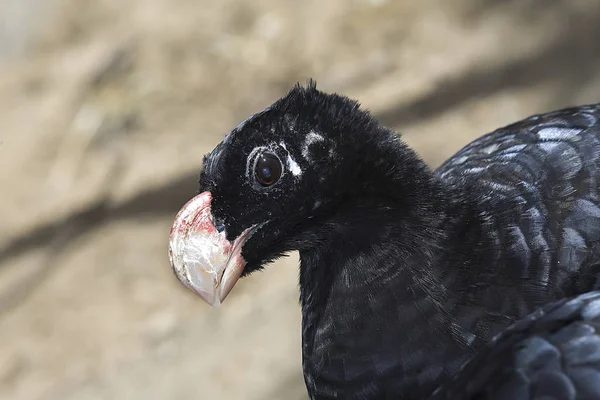 Alagoas Curassow brésil — Photo