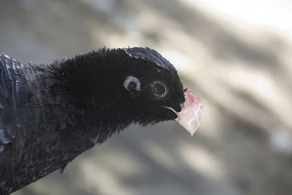 Curassow 브라질 알라고아스 — 스톡 사진