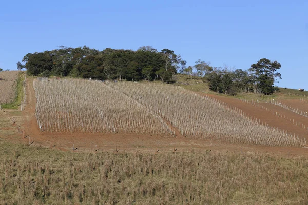 Champ Plantation Dans Ferme Sur Campagne Brésil — Photo