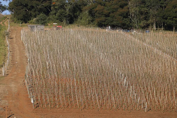 Plantation field on farm — Stock Photo, Image