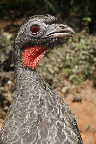 Black-fronted potrubí guan, penelope jacutinga — Stock fotografie