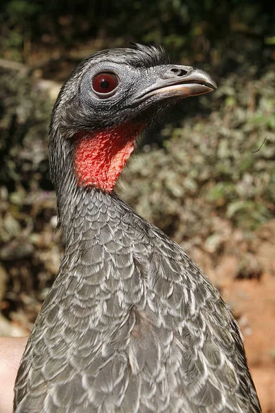 Tuyauterie Front Noir Pénélope Jacutinga Oiseau Unique Sur Branche Brazi — Photo