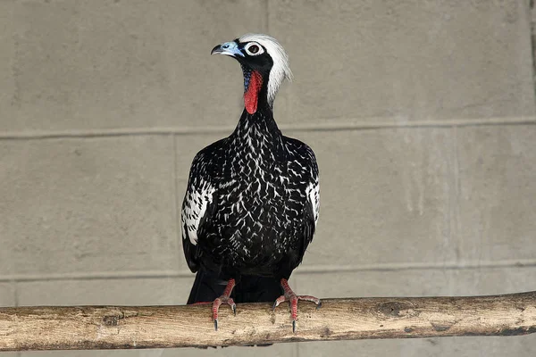 Black-fronted potrubí guan, penelope jacutinga — Stock fotografie