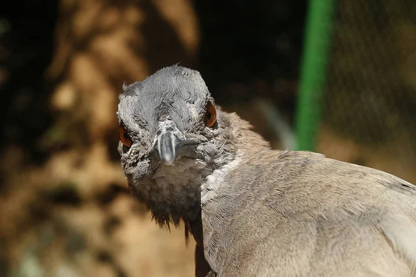 Close Inhambu Chitam Crypturellus Tataupa Ave Brasileira Inimigos Atlânticos — Fotografia de Stock