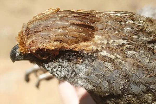 Odontophorus Capueira 大西洋の森林のブラジルの鳥のクローズ アップ — ストック写真