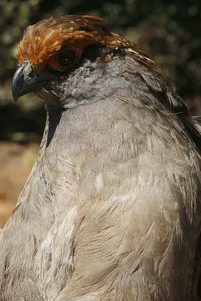 Närbild Uru Odontophorus Capueira Brasilianska Fågel Atlantic Skog — Stockfoto
