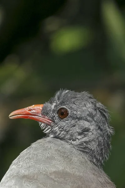 Nhambu chitam, brazylijski ptak — Zdjęcie stockowe
