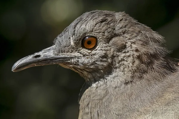 Nhambu chitam、ブラジルの鳥 — ストック写真