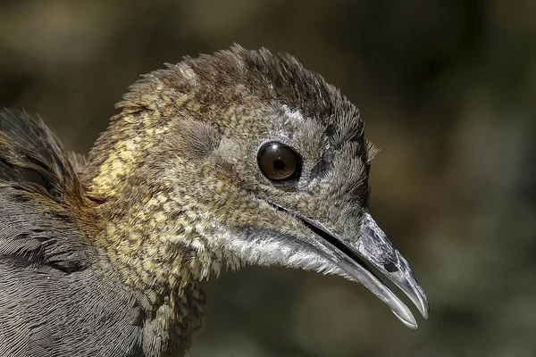 Nhambu chitam、ブラジルの鳥 — ストック写真