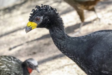 uo büyük curassow kuş kapatmak 