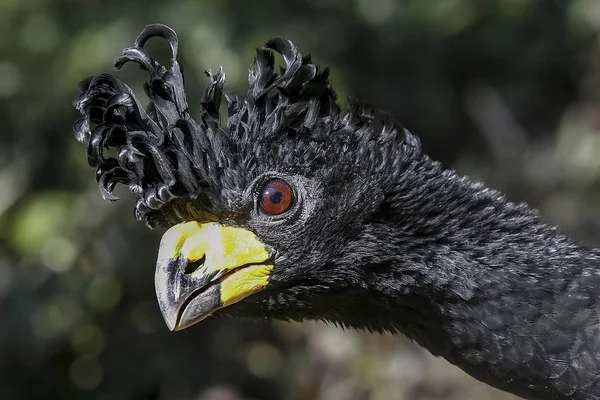 Zavřete uo velký curassow pták — Stock fotografie