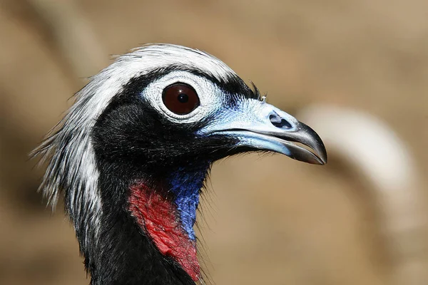 Penelope jacutinga, brazil madár — Stock Fotó