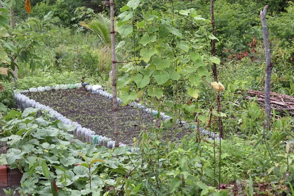 Horticultura Com Garrafa Plástico Reciclado Fazenda Familiar Interior Brasil — Fotografia de Stock