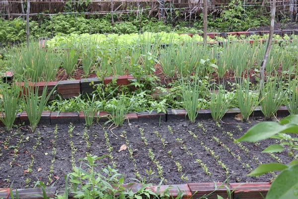 Horticultura Com Garrafa Tijolo Reciclado Fazenda Familiar Interior Brasil — Fotografia de Stock