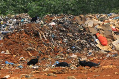 Çöp ve kırsal Brezilya terk edilmiş alanı'nda şahin
