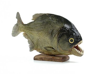 MumyaIadım piranha, etobur balık beyaz arka plan üzerinde