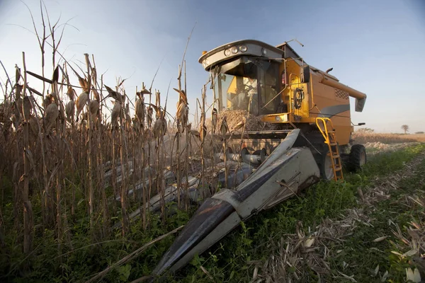 Corn Plantation Industrial Use — Stock Photo, Image