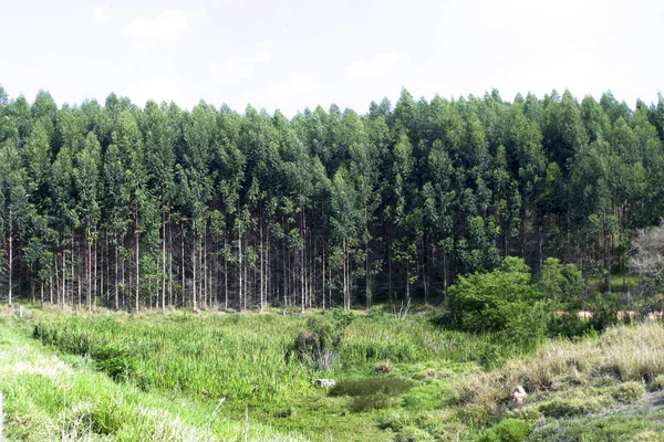 Eukalyptus Plantáž Pro Průmyslové Využití — Stock fotografie