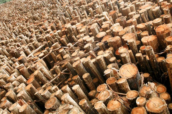 切割原木堆叠工业用途 — 图库照片
