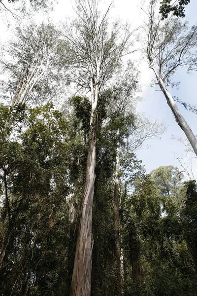 Eukalyptusträd För Industriellt Bruk — Stockfoto