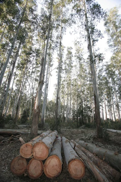 Teolliseen Käyttöön Tarkoitetut Eukalyptuslokit — kuvapankkivalokuva