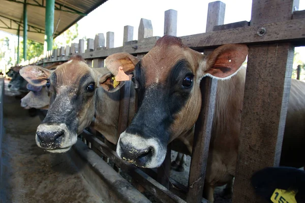 Krmení krávy — Stock fotografie