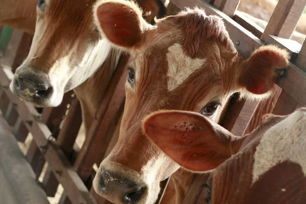 Alimentación de vacas — Foto de Stock