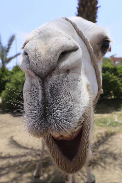 Portret van camel — Stockfoto