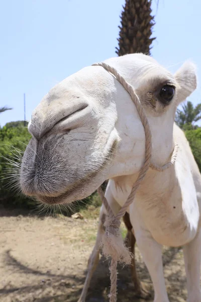 Portret van camel — Stockfoto