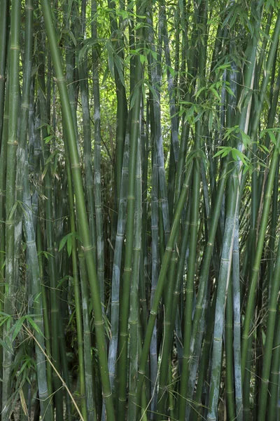 Bambu — Stockfoto