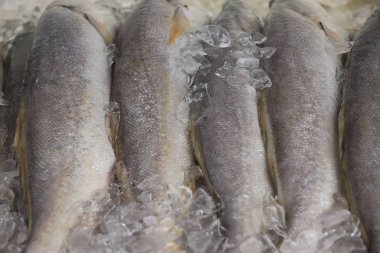 Güney Amerikalı bir balık olan Portekizce Pescada Branca (Cynoscion leiarchus), Market 'te satılırken görülür..