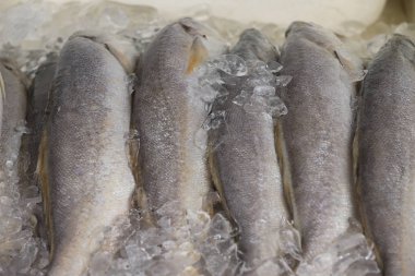 Güney Amerikalı bir balık olan Portekizce Pescada Branca (Cynoscion leiarchus), Market 'te satılırken görülür..