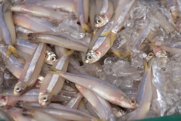 魚市場の店で氷の上の魚のアンチョビ 氷の上のカタクチイワシのパターンのシーフード山 選択的焦点 — ストック写真