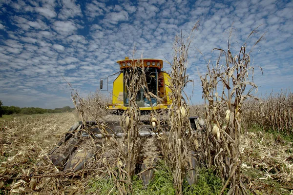 Maschine Macht Die Maisernte Auf Dem Land Brasilien — Stockfoto